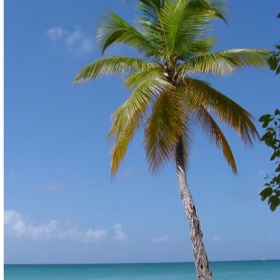 tropicalvibes88's profile picture. 