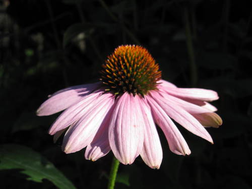 Pattiolantern68's profile picture. Archivist, researcher, mother, daughter, wife, sister, friend and gardener not always in that order, short on time to do many of them as much as she would like.