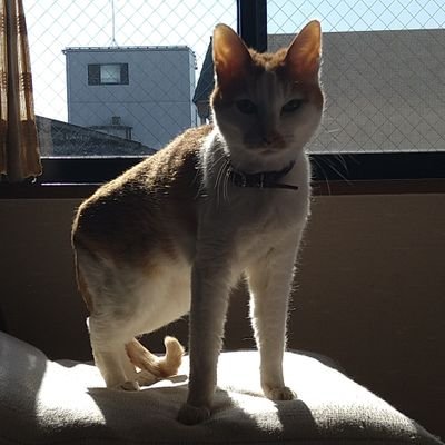 k1ttyguy's profile picture. 7144 /  Steamゲーマー / ディア芋（Lilith）はほぼ隠居⇒D4へ  / Mリーグ / キチプレイの伝道師 / 人狼 / たけのこ派
RT多めなので、TL荒れるの嫌な人はオフる事を推奨しますん