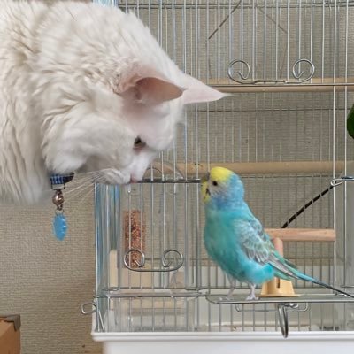 #猫  #インコ  ㄘｭ-ʓㄘｭ-ʓㄘｬオㄘｭ-ʓ~♪
私はDMを読みません、エロと投資の方はフォローお断りします即ブロックします DMはいりません I don't need DMs, please don't send them. DMの返事はしません！夜露死苦