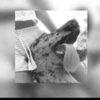 ππ¦ (@dragrinch) 's Twitter Profile