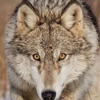 aRj4D4RMZKofmFQ's profile picture. デザイナー/UI/WEBデザイナー。言語化できるように日々勉強中。自分用に学ぶための備忘録用垢。