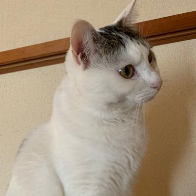 てど（むぎ）さんのプロフィール画像