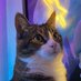 Coke Zero (@cokezerocat) Twitter profile photo Coke Zero (@cokezerocat) Twitter profile photo