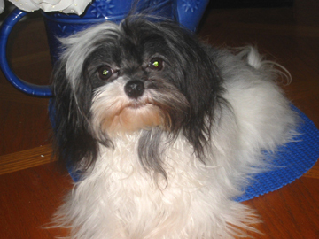 I have a Heart on my side...check it out on http://t.co/8iJbbHjuG1 I'm Murphy Murphdog's BFF