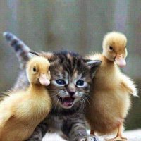 demirci (@taratu24_ali) 's Twitter Profile Photo demirci (@taratu24_ali) 's Twitter Profile Photo