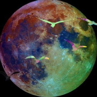 bulldog_CK's profile picture. 