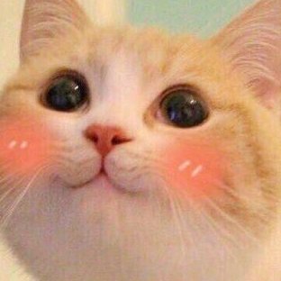 persona_stand's profile picture. meow :3