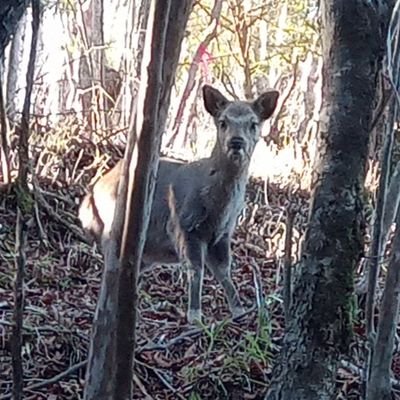 野生動物保護管理に関わっているシカ。狩猟歴は9年目ですが、技術力は低め。専門は各種法令とニホンジカ。身バレしてしまったので、Twitterは見る専に。何か相談あればDMでどうぞ！
鳥獣管理士1級・シカ捕獲認証Ⅰ・狩猟免許3種類・猟銃空気銃所持許可証・学芸員資格・農作物野生鳥獣被害対策アドバイザー