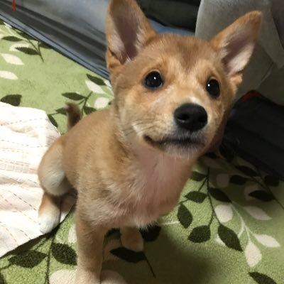 m-c.shibaさんのプロフィール画像