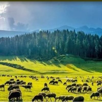 IqbalKashmiri13's profile picture. Kashmir, Kashmiri, Kashmiriyat. Sufism. Peace will prevail.  I love Kashmir & India.