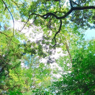 大学病院で理学療法士、部門長してます。アラフォー博士課程(滋賀医大大学院D3)/整形外科理学療法、腱板関連肩痛、労働衛生に興味があり。第1種衛生管理者。Physical Therapist/PhD student