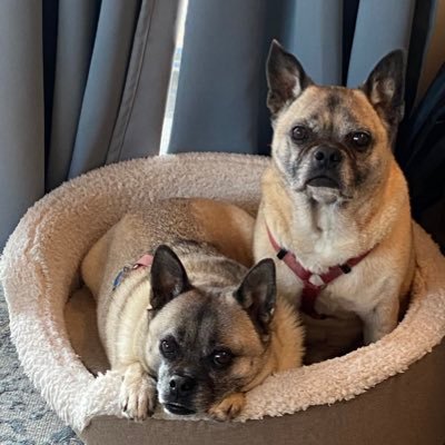 we are two rescue pug mix puppies that live on a boat on the Potomac River. Helping all good dogs find the best free treats around DC. #boatdogs #bluecrew