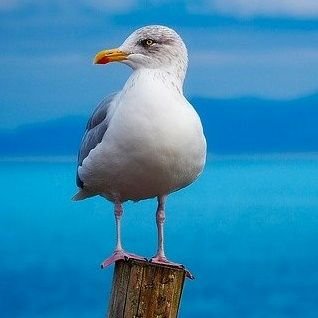 かもめ⭐︎ かもめ (@s1012okamome) / Posts / X