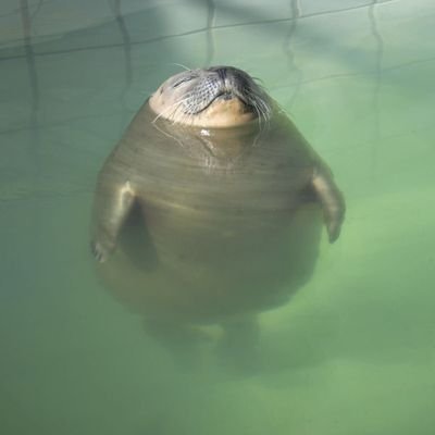 boban2515's profile picture. FX自分記録用　ゴールドで一日100ピップ目標　おっさん　低賃金労働者
