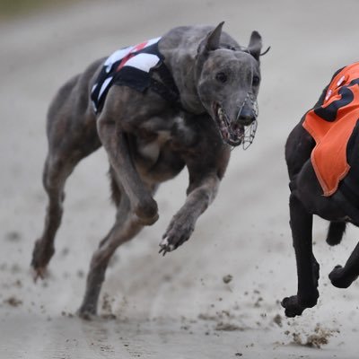 UK Greyhound Racing Tipping Service (EST January 21). 25 years expertise. DM for info📩 Join free channel 👉 https://t.co/MN0zAkX7o9