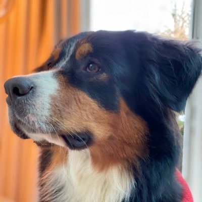 maggienese's profile picture. Bordernese - Maggie's my name