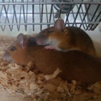 ワレモコウ (@apodemus_ludens) 's Twitter Profile