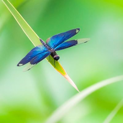 クワガタ採集飼育(特に奄美大島)、海水/淡水魚/水生昆虫の採集。生物撮影。omdem1 mark ii 、TG-4。無言フォロー歓迎。誤同定、ツイートに誤りがある際はご指摘いただけますと幸いです。微小水生昆虫の勉強中。