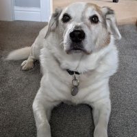 Mr Tea (@tess_drinks_tea) 's Twitter Profile Photo Mr Tea (@tess_drinks_tea) 's Twitter Profile Photo