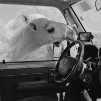 ن العتيبي (@3taibiroug) 's Twitter Profile Photo