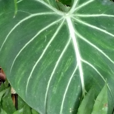 HorseWLL1's profile picture. .