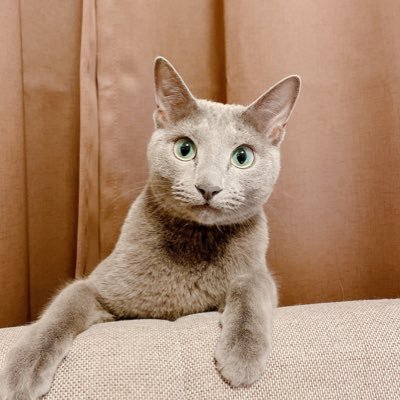 台東区/ロシアンブルー/4歳/男の子/猫/Cat/Tokyo/Russian Blue/ちゅーるとお白湯が大好きな猫です、最近はまたたびジャーキーにハマってるみたいฅ^. ̫ .^ฅとてもおしゃべりな猫です。茶トラのルナちゃんもたまに出てきます。