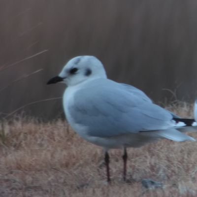 miyakodori3banz's profile picture. 千葉県を中心にバードウォッチングを楽しんでいます。双眼鏡、望遠鏡を使っての観察が主で、写真撮影はしません。母が沖縄県金武町で田芋を作ってましたので沖縄のバーダーさんをフォローすることが多いです。
　農業に関する仕事をしていますので、農家さん、農業研究ネタのツイッターを楽しみにしてる愛国者です🇯🇵