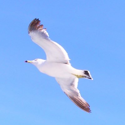 wingsofseagulls's profile picture. ライター / 翻訳 / 専門職・PhD / 医療 / 企業取材・インタビュー・理系・人文系記事 / ビジネス・キャリア・留学・英語学習・日常・雑談をつれづれに呟いています。/ 食べることが生きがい。楽しめる&役立つpostを心がけています✨お仕事に関するDM歓迎😊