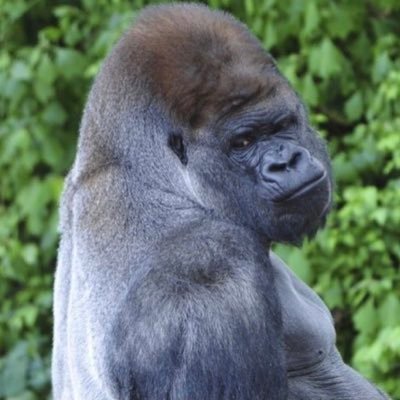 golds_is's profile picture. 