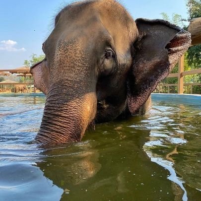 Elephants Austin is a nonprofit that provides guardianship to the highly endangered Asian elephant.