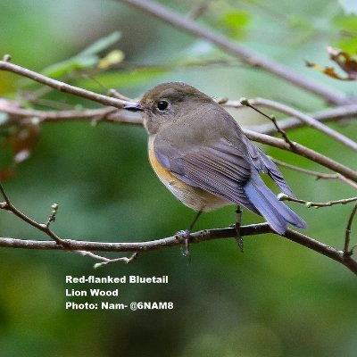 Red-flanked Bluetail  BTO - British Trust for Ornithology