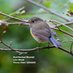 Worcestershire Bird Records (@worcs_bird) Twitter profile photo Worcestershire Bird Records (@worcs_bird) Twitter profile photo