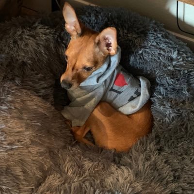 fake_ssage's profile picture. sorry for all the tweets about politics and harry styles //Portland, UO alum, she/her//