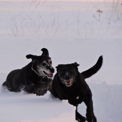 I support Education Workers!
Grateful for the covid experts here. Love dogs, esp rescues!
#DougFordResign