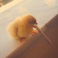YaraliCivciv (@lgrth4) 's Twitter Profile