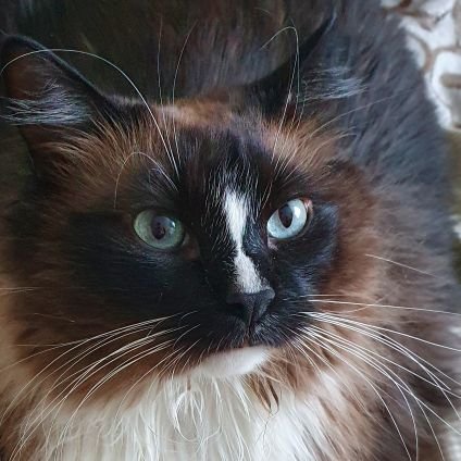 Squishhhhhv's profile picture. 