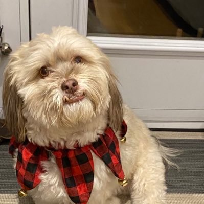 cathy_mcr's profile picture. Mom of 4, Hospital pharmacist, Havanese ❤️