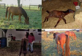 SCERAS's profile picture. Second Chance Equine Rescue and Sanctuary was founded 2009 in Paris, Kentucky.