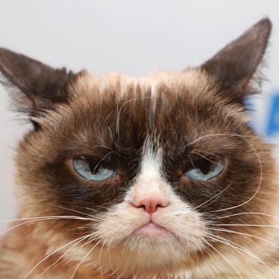 GrumpsterGato's profile picture. Sports and Politics junkie. My opinions are my own