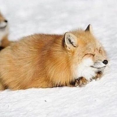 katnapさんのプロフィール画像