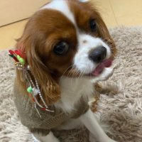 キャバリアちろる (@cavalierchiroru) 's Twitter Profile