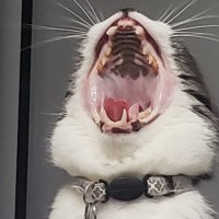 Jazzy_Smol_ (@jazzysmol) 's Twitter Profile