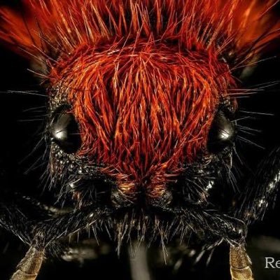 Red Ant aka RA aka DNA aka Dat Ni__a Ant. If you know then you know!! Phx, AZ!! New music Feb. 16th: https://t.co/qMt4SpKuWd