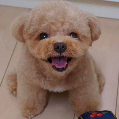 姉さん女房のチワプー (chihuahua x toy poodle) & おとぼけトイプー (toy poodle) コンビです🐶🐶時々、イトコのマルチーズ陽(cousin Haru, Maltese)