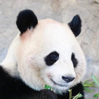 ぱんだ 池脇千鶴の猫背でボサボサ頭のくたびれた顔って役作りなの じゃ 私なんてエブリデイ無意識に役になりきれている名女優だな