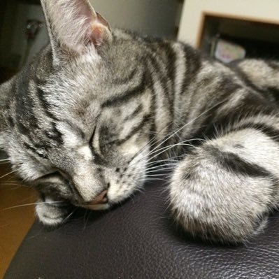 tau_keiba's profile picture. 競馬歴2年目の20代牡馬です。2021年回収率140％。2022年回収率94%（10/30時点）生涯収支プラス1億円目指してます。
