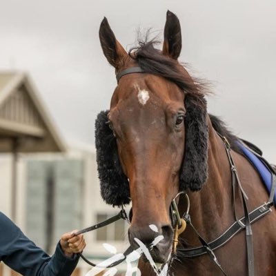 Territorian. Horse fan. Blues man.