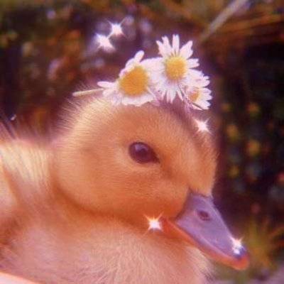 doge_efrain's profile picture. +18