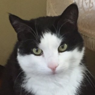 muggsbuggs's profile picture. am mugg
"good boy" 
gordem ramcee stann